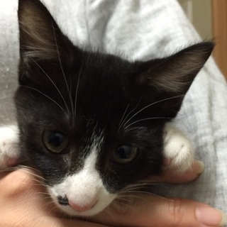 2か月半の可愛い黒シロ兄妹子猫、たべる君♪