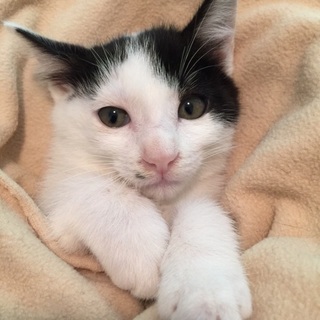 2か月半の白クロ子猫兄妹、なおるチャン♪