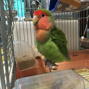 カゴの中で枝にいます。