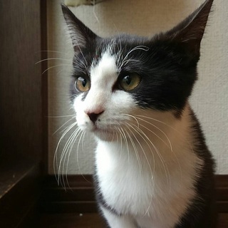 3か月のハチワレ♀猫、ナテルちゃん♪