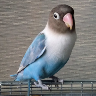 カゴの上でたたずむ