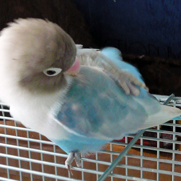 掻いてる最中（2008年冬）