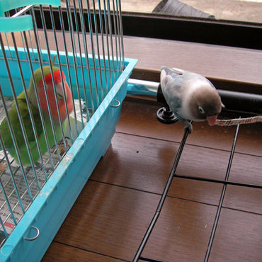 モクのカゴの周りで遊ぶ（2008年春）