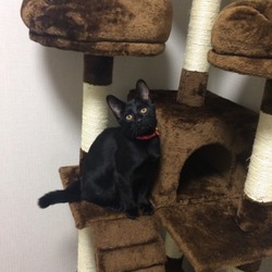 クックの親戚情報です！