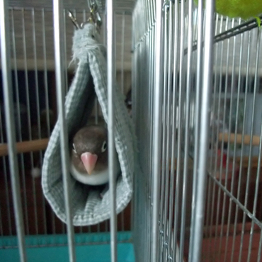 ハンモックに避難した時（2010年初夏）