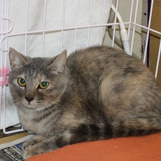 エキゾチックな美猫名古屋から