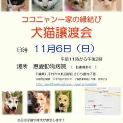子猫、成犬IN千葉県八千代市★ココニャン一家の縁結び