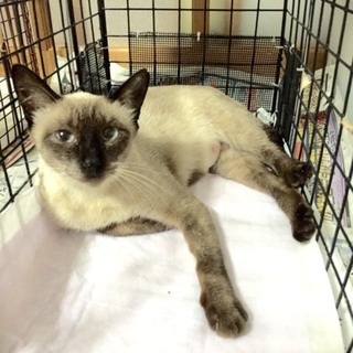 若いシャムネコの女の子！