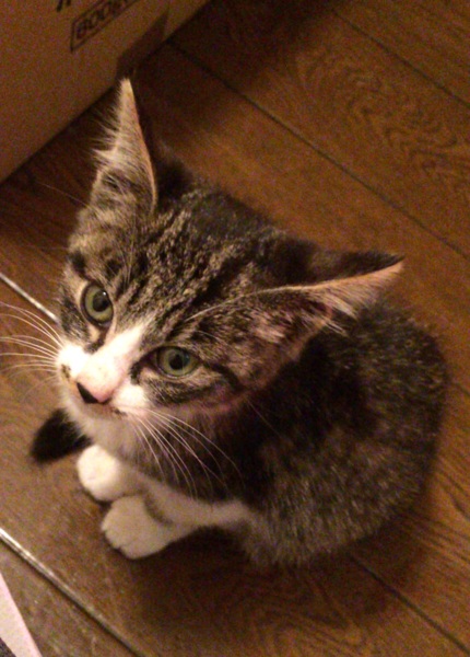 甘えん坊の女の子☆2ヶ月前後☆ サムネイル3