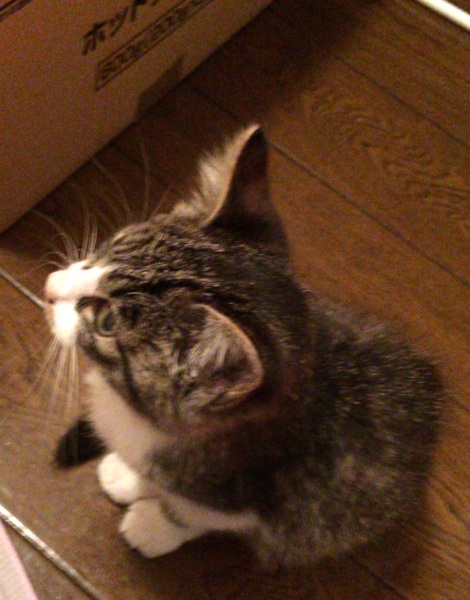 甘えん坊の女の子☆2ヶ月前後☆ サムネイル4