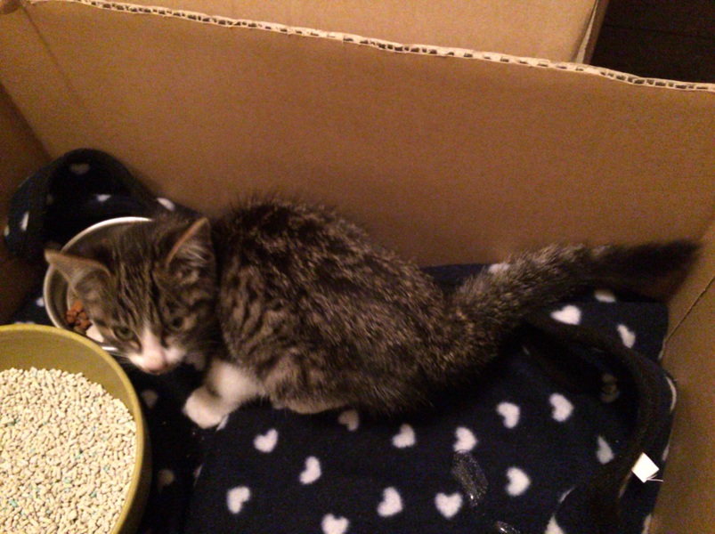 甘えん坊の女の子☆2ヶ月前後☆ サムネイル5