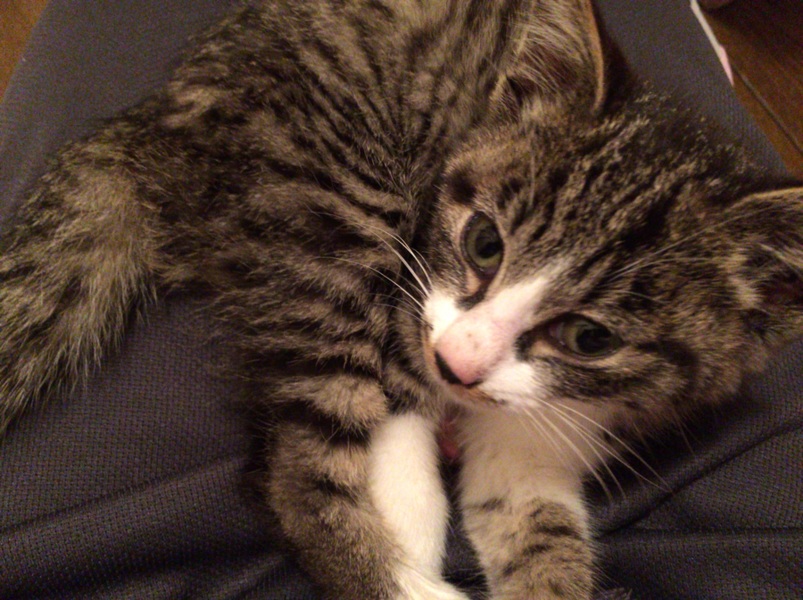 甘えん坊の女の子☆2ヶ月前後☆ サムネイル1