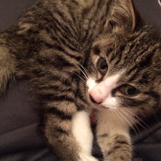 甘えん坊の女の子☆2ヶ月前後☆