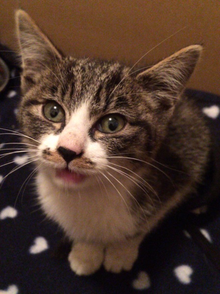 甘えん坊の女の子☆2ヶ月前後☆ サムネイル2