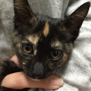 2か月半のスリゴロ3姉弟、サビ猫のビンディちゃん♪