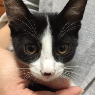 2か月半のスリゴロ3姉弟、ハチワレのブーイー君♪ 