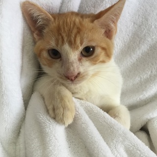 仲良し3兄妹の子猫、茶トラ白のタッキー君♪