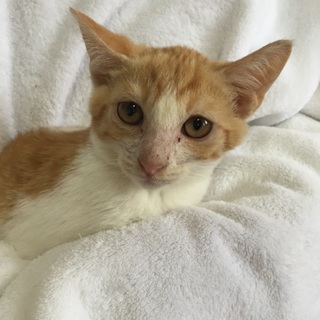 仲良し3兄妹の子猫、茶トラ白の翼くん♪ 