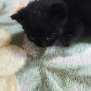 10月13日生まれ黒猫