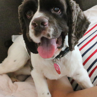 元気いっぱい！アメコカ♂推定3歳