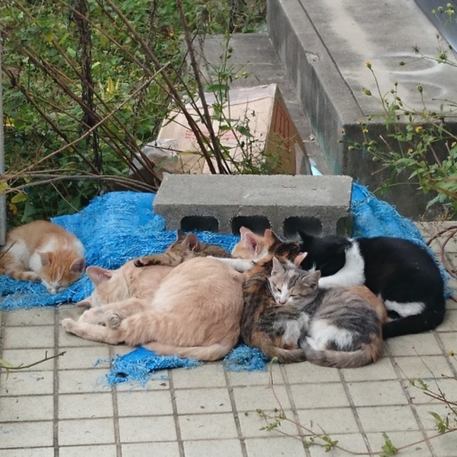 ご近所猫見守り隊のカバー写真