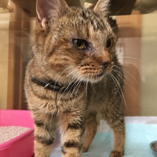 病院で入院中の迷い猫です