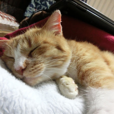 保護猫のゆずさん。素敵な里親さまのもとにいきました(o^^o)