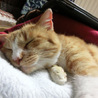 保護猫のゆずさん。素敵な里親さまのもとにいきました(o^^o)
