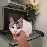 ミー