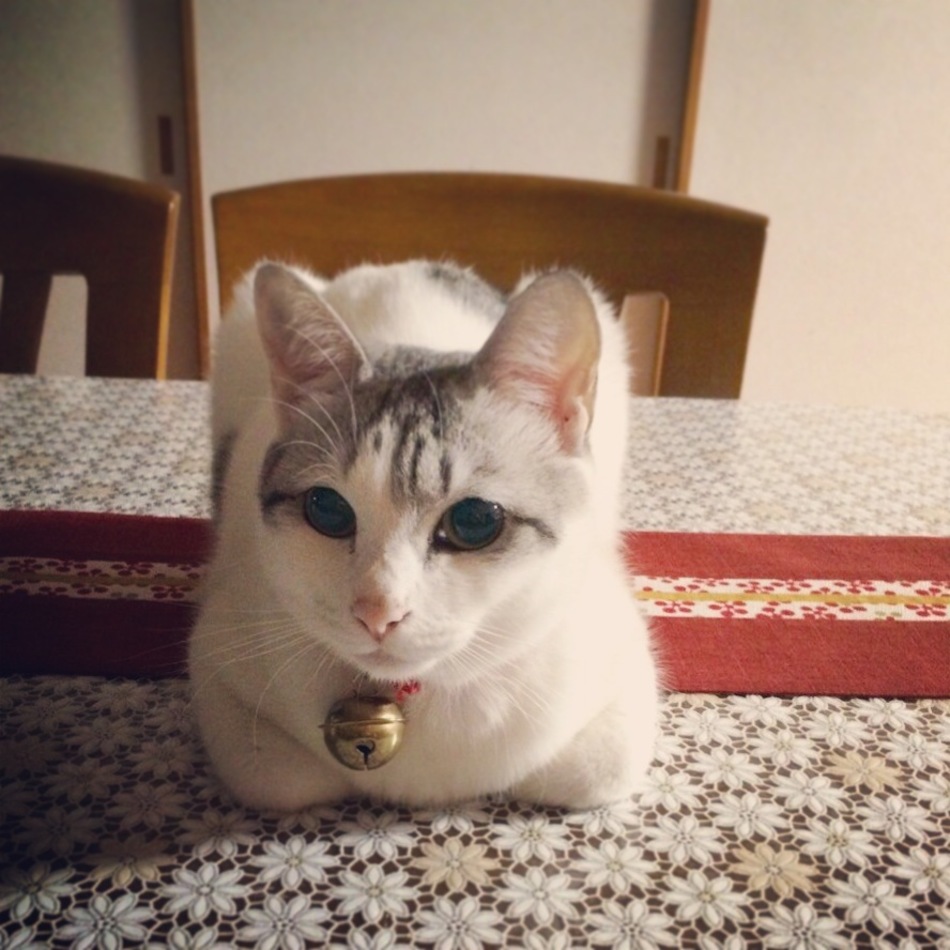ミーのカバー写真