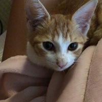 チビ（仮名・別名ぷぎゃー）