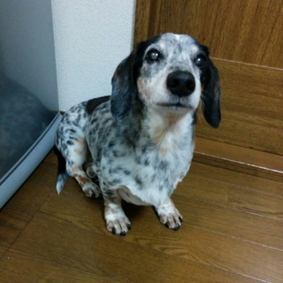 甘えん坊なワンコの里親募集中です。