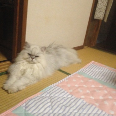 ミルキーの写真
