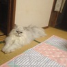 の写真