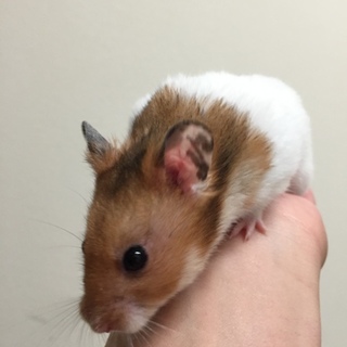 元気なゴルハムの男の子(代理投稿)