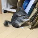 チンチラ グレー