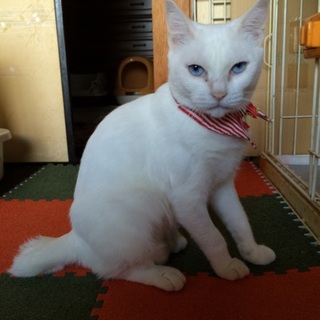 しろちゃん！大人しい可愛い猫さんです。