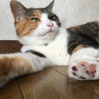 ぼたん(実家にいます)