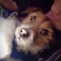 五右衛門(ゴエモン)