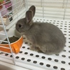 しらす