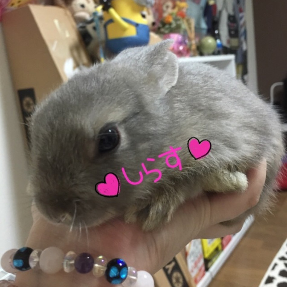 しらすのカバー写真