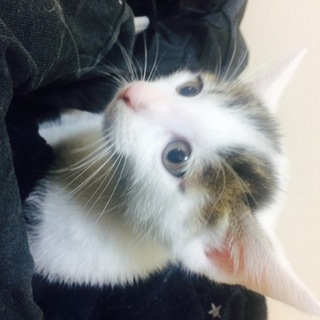 大切に育ててくれる方お願いします！！