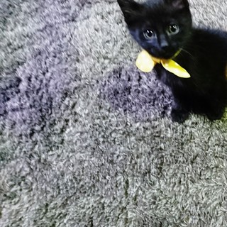 黒ちゃん優しいご家族の一員になります☆