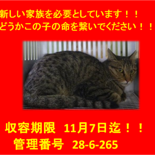 里親決定しました☆(*^-^*)