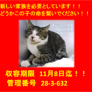 里親決定！！本当に有り難うございました(^^♪