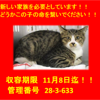 里親決定！！素敵な家族に出会えました(^^♪