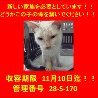 期限11月10日迄！温かい手をお願いします！