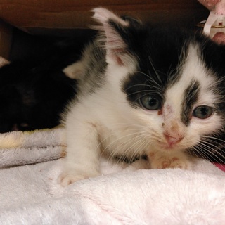 ☆白黒ちび猫兄弟　期限があります！☆