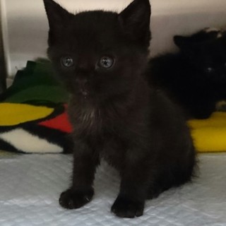 ☆保健所収容中　黒ちび子猫兄弟☆
