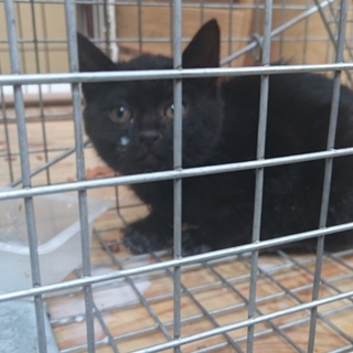 検査済、生後２カ月ほど、黒猫メス仔猫